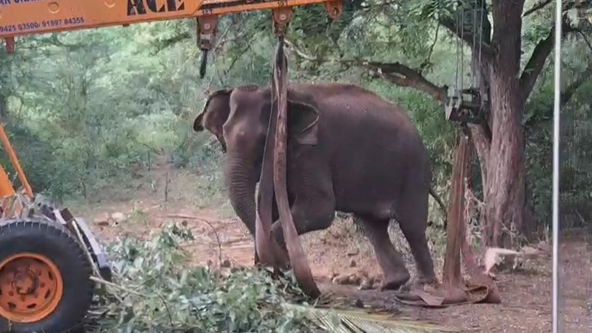 Ailing elephant recovers after four days of treatment near Coimbatore, walks into the wild