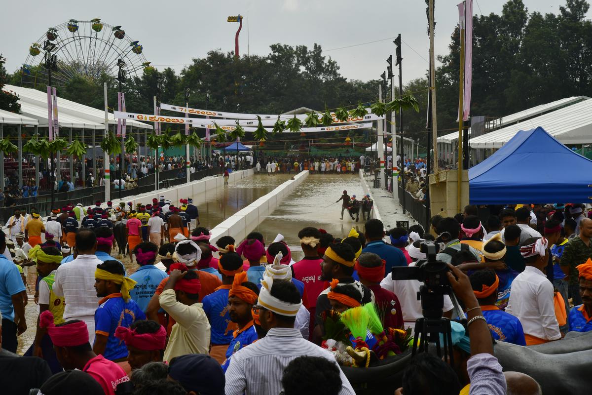 The throng at the Bengaluru Kambala (slush track buffalo race) 2023.