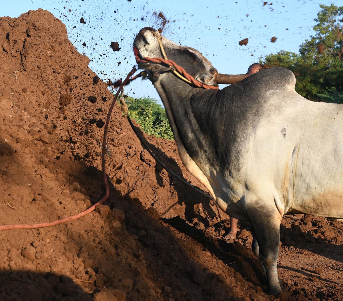 Pulikulam and Theni hill cattle are the two varieties that are top players at jallikattu