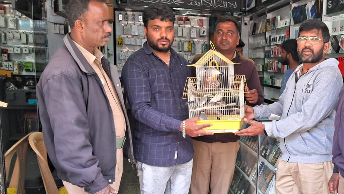 Eight endangered Java Sparrows rescued from pet shop in Udhagamandalam