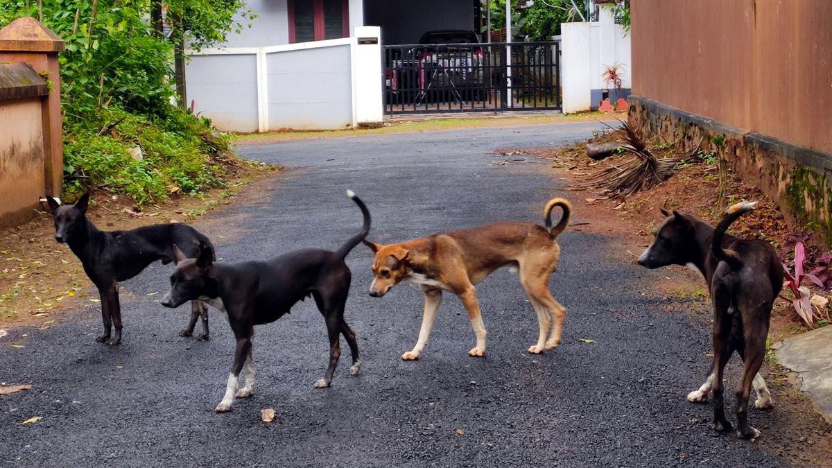 Thrissur Corporation to take census of street dogs