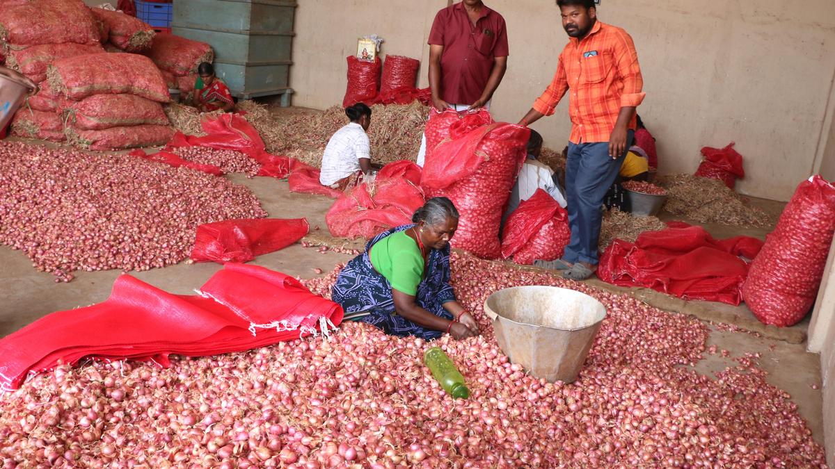 Onion farmers seek ₹10,000 crore revival package, stable export policy from Centre