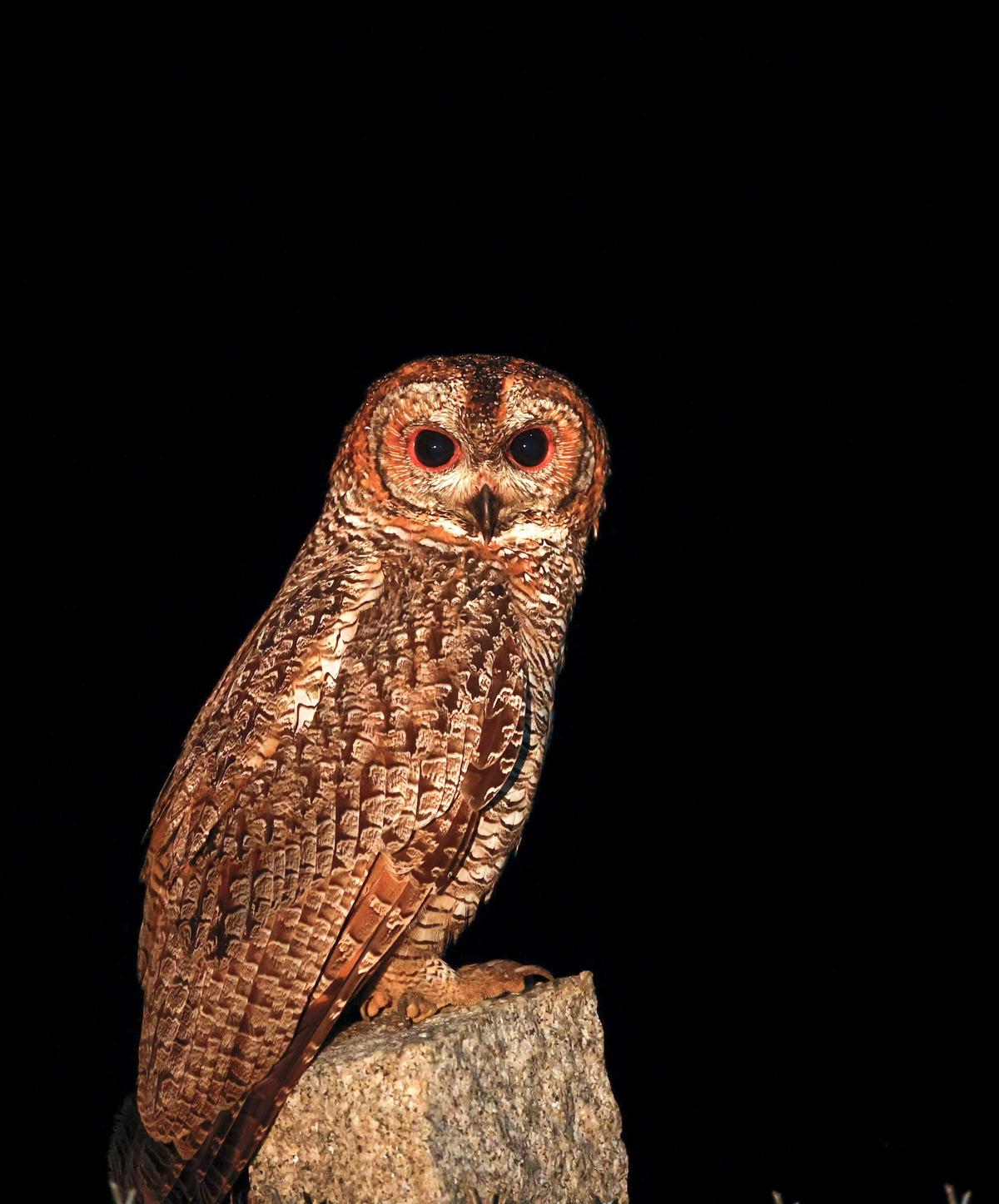 Spot Bellied Eagle Owl spotted in Seshachalam forest of Andhra Pradesh for the first time The