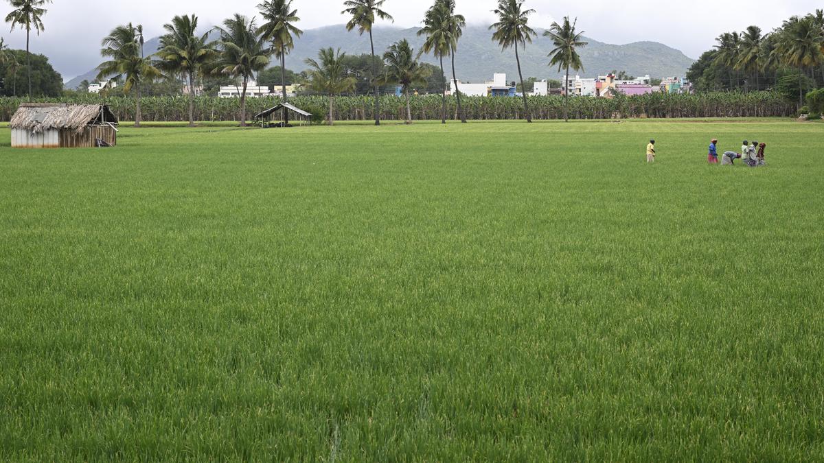 Desired response from farmers elusive in Coimbatore for PMFBY