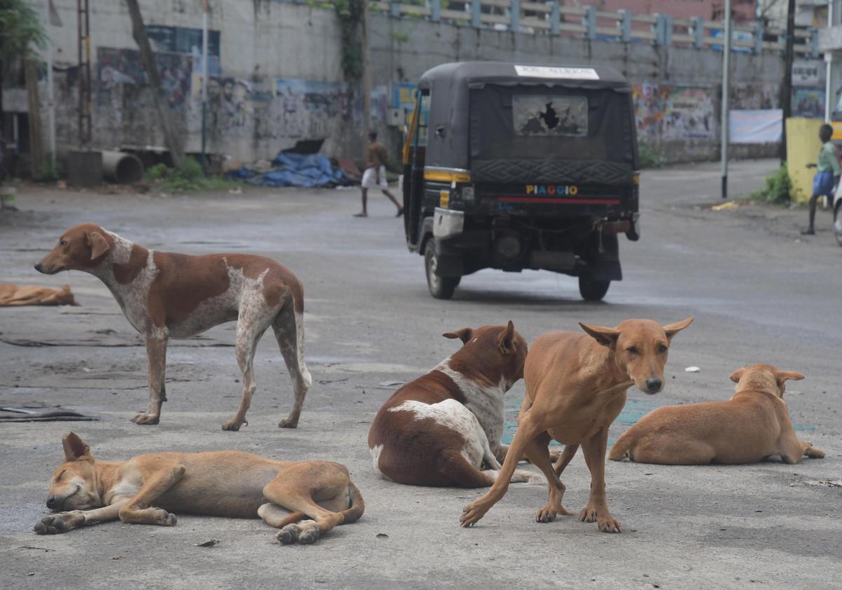 High-level meeting on Monday to address stray dog menace - The Hindu