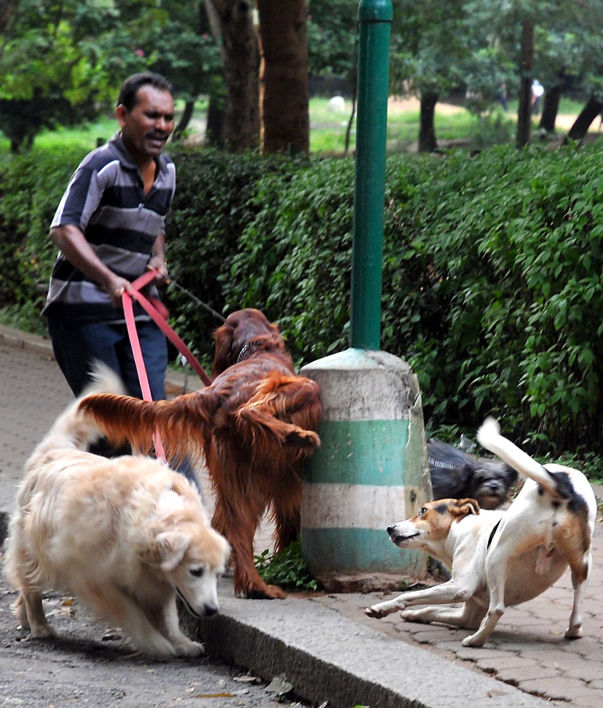 In addition to the guidelines BBMP has issued, BAF has explained them to residents in a simpler language. In addition to the guidelines BBMP has issued, BAF has explained them to residents in a simpler language.