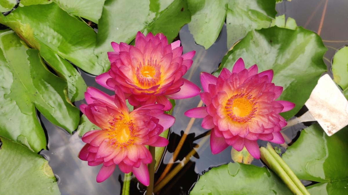 Waterlily hybridizer is first woman in Kerala to be recognised by international water gardening society