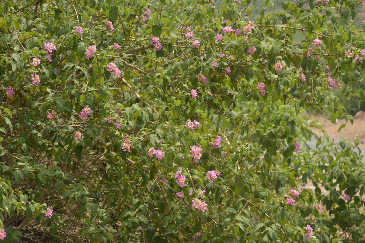 Lantana plants.