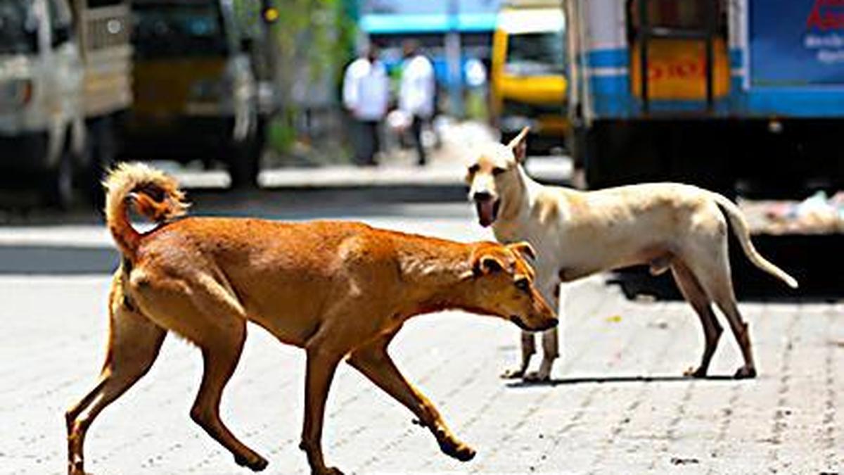Animal rights activists flag missing stray dogs in Assam town