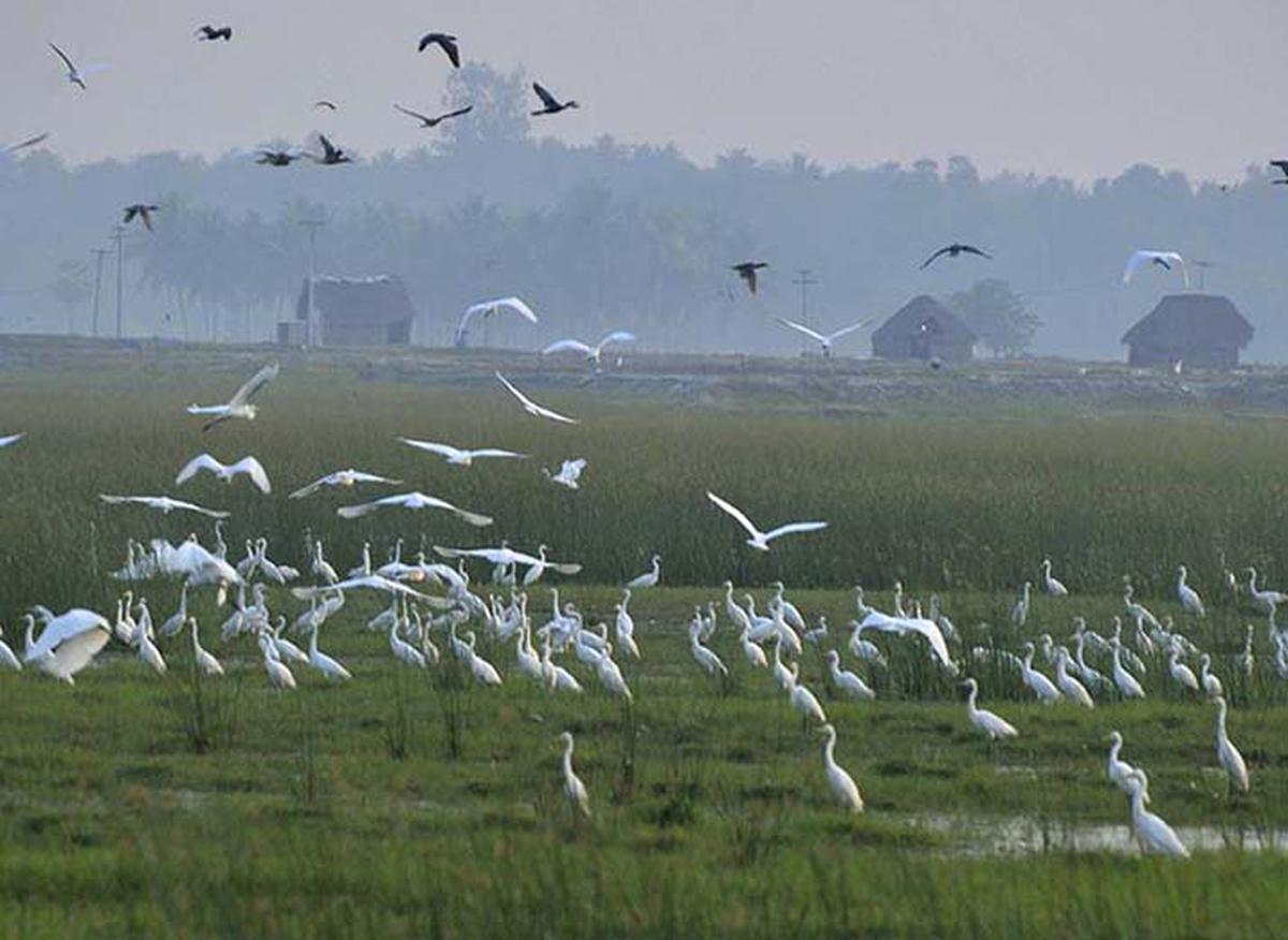 Ornithological Conservation Centre soon, near Kaliveli bird sanctuary