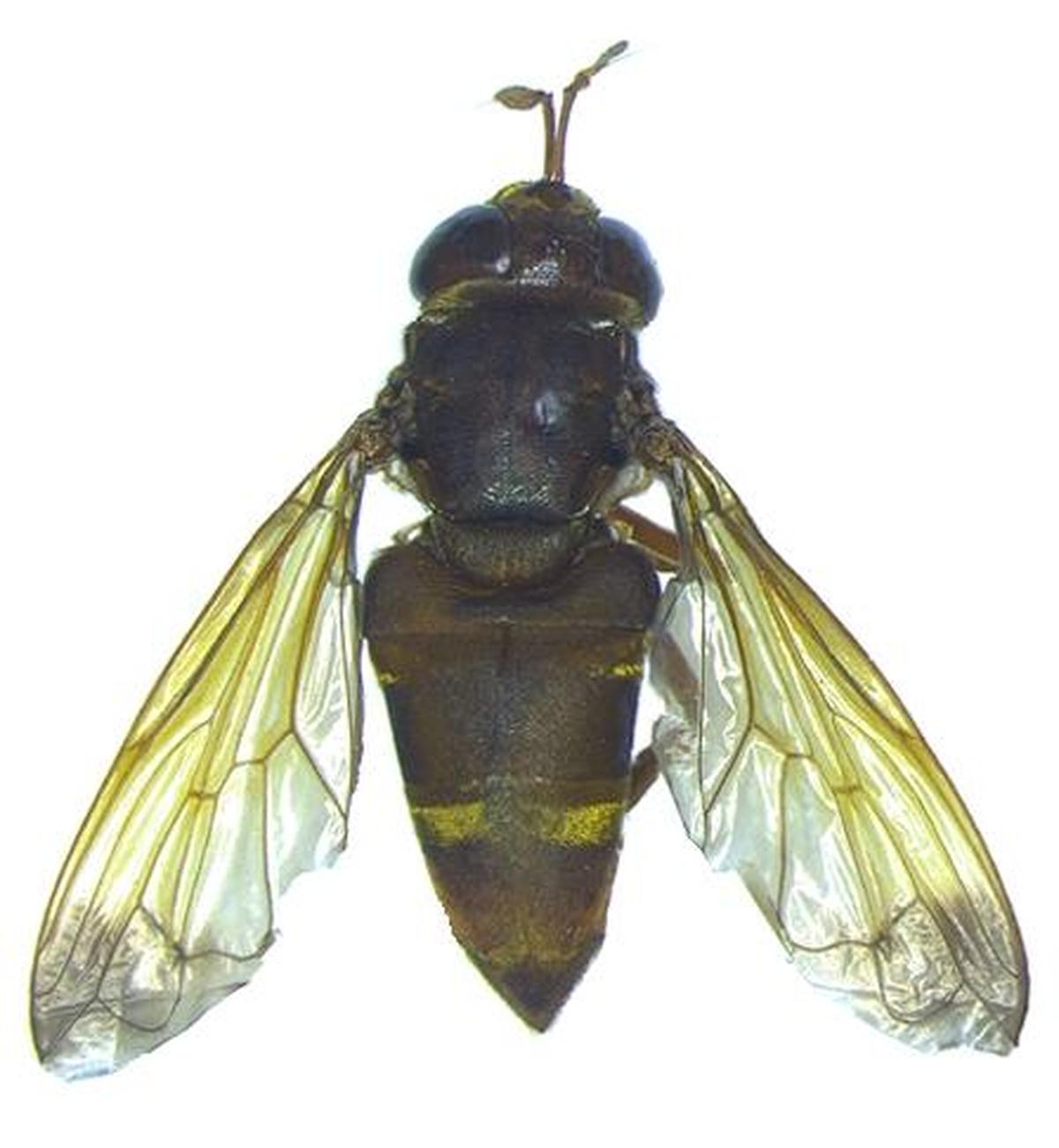 The new species of ant fly, Metadon ghorpadei, belonging to the sub family Microdontinae (Syrphidae), discovered in the northern ridge forest of Delhi.