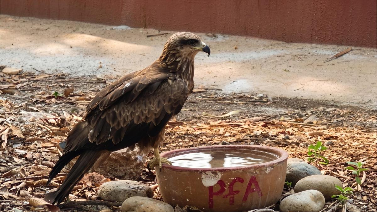 Citizens, NGOs step in to quench the thirst of urban animals