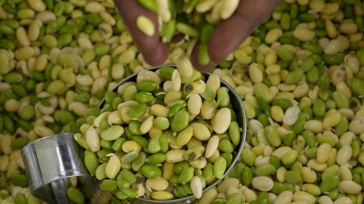 Arrival of seasonal favourite avarekai to be slightly delayed this year