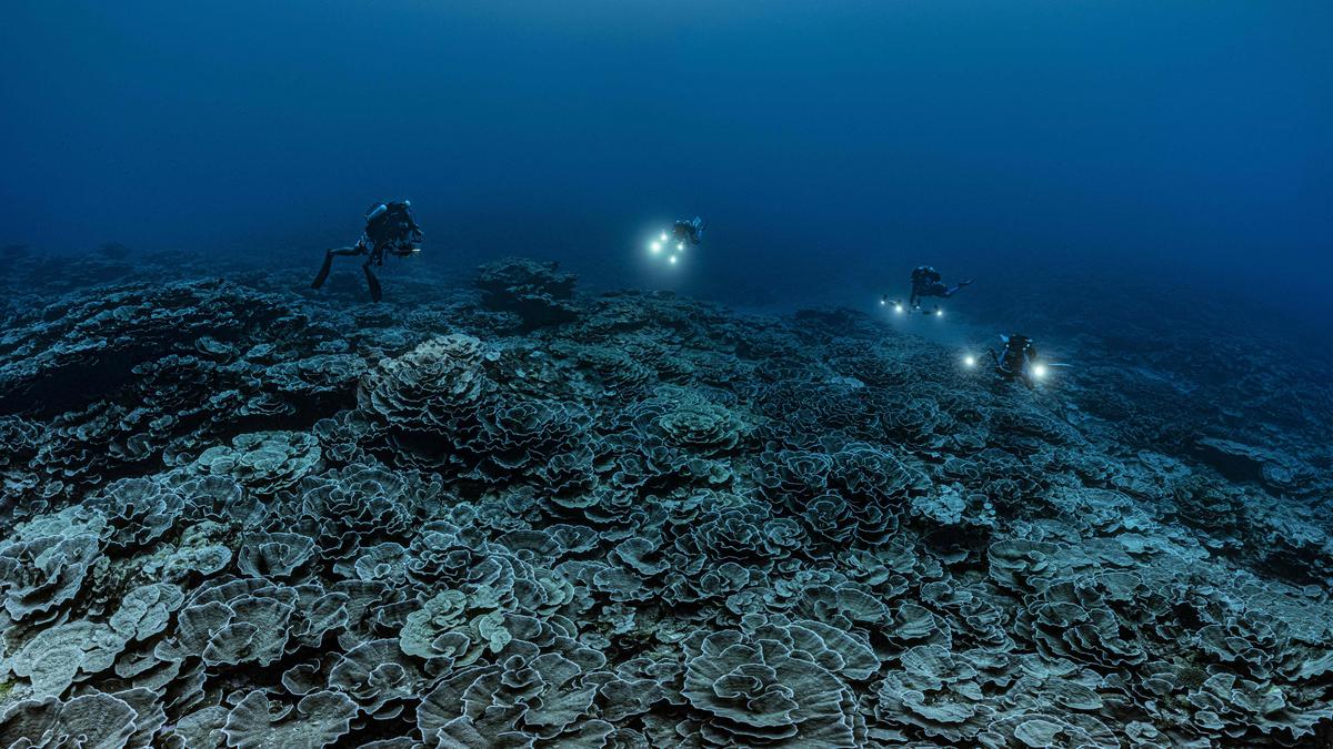 The ocean twilight zone could store vast amounts of carbon captured from the atmosphere