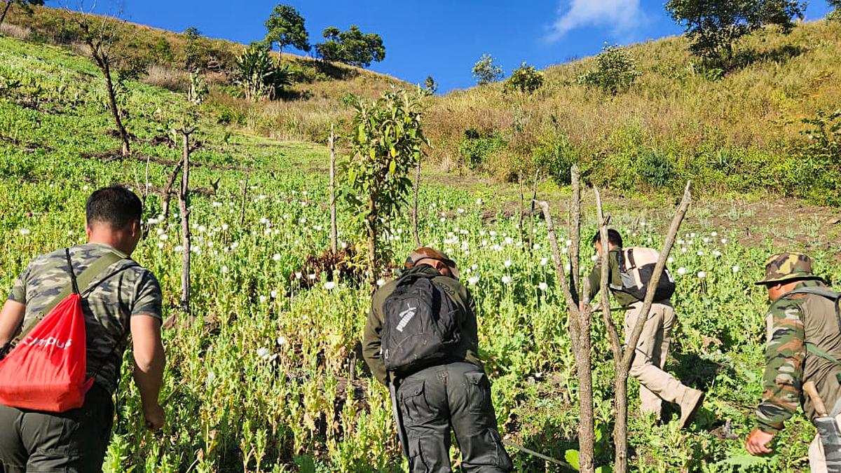 Manipur records dip in poppy cultivation