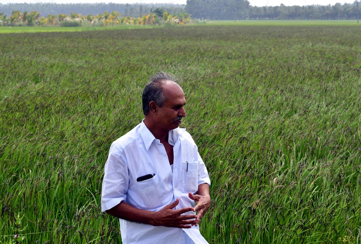 Farmer A. Rasool Mohideen at his Kalabad paddy field near Sithayan Kottai in Dindigul district.