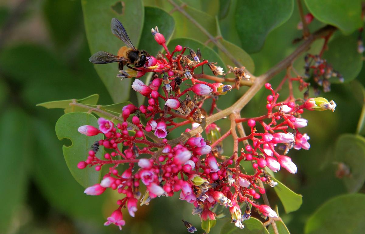 Honey bee on the way side in Bhubaneswar.