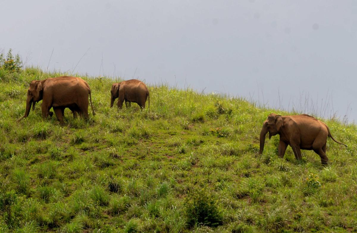 A herd of elephants grazing in the grasslands of Tantea estate near Gudalur.