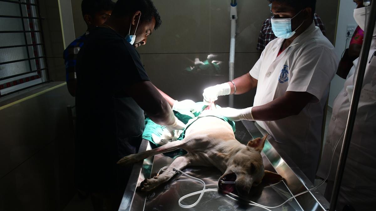 Animal birth control unit inaugurated in Srirangam The Hindu