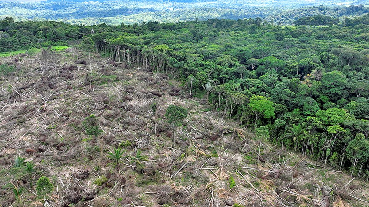 La déforestation en Amazonie brésilienne a diminué de 30 % en février