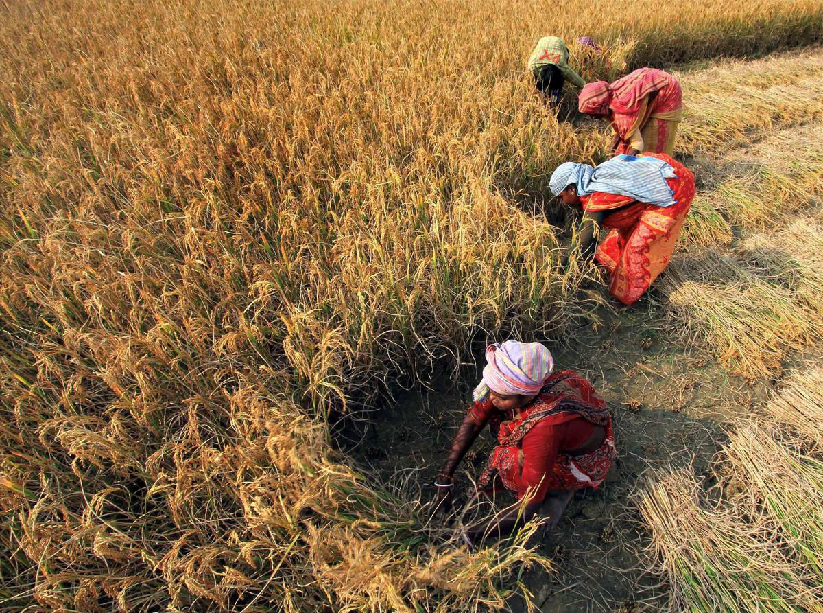 Women in a paddy field in Birbhum district of West Bengal.