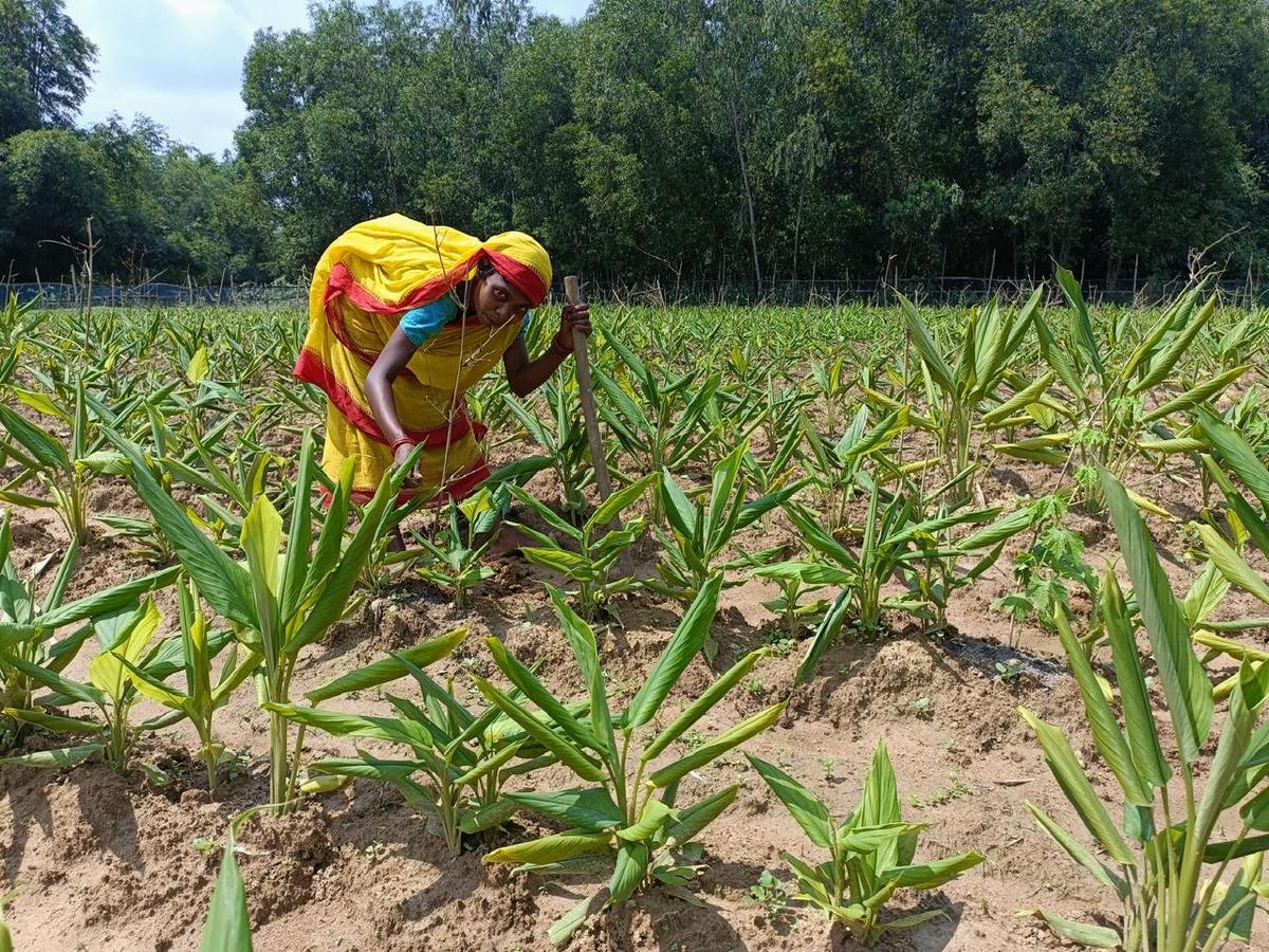 Women farmers in Nayagram cultivate several varieties of paddy and preserve their seeds from their annual harvest, thereby controlling seed quality.  