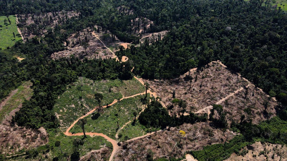 Home countries of major rainforests agree to work together to save them