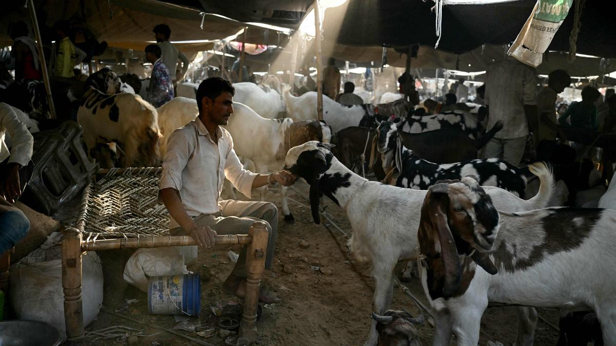 Days before Bakrid, six goats worth ₹2 lakh stolen in north-west Delhi