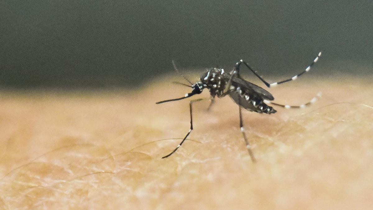 Les agents de santé et le public sont priés d’être en alerte contre le virus Zika