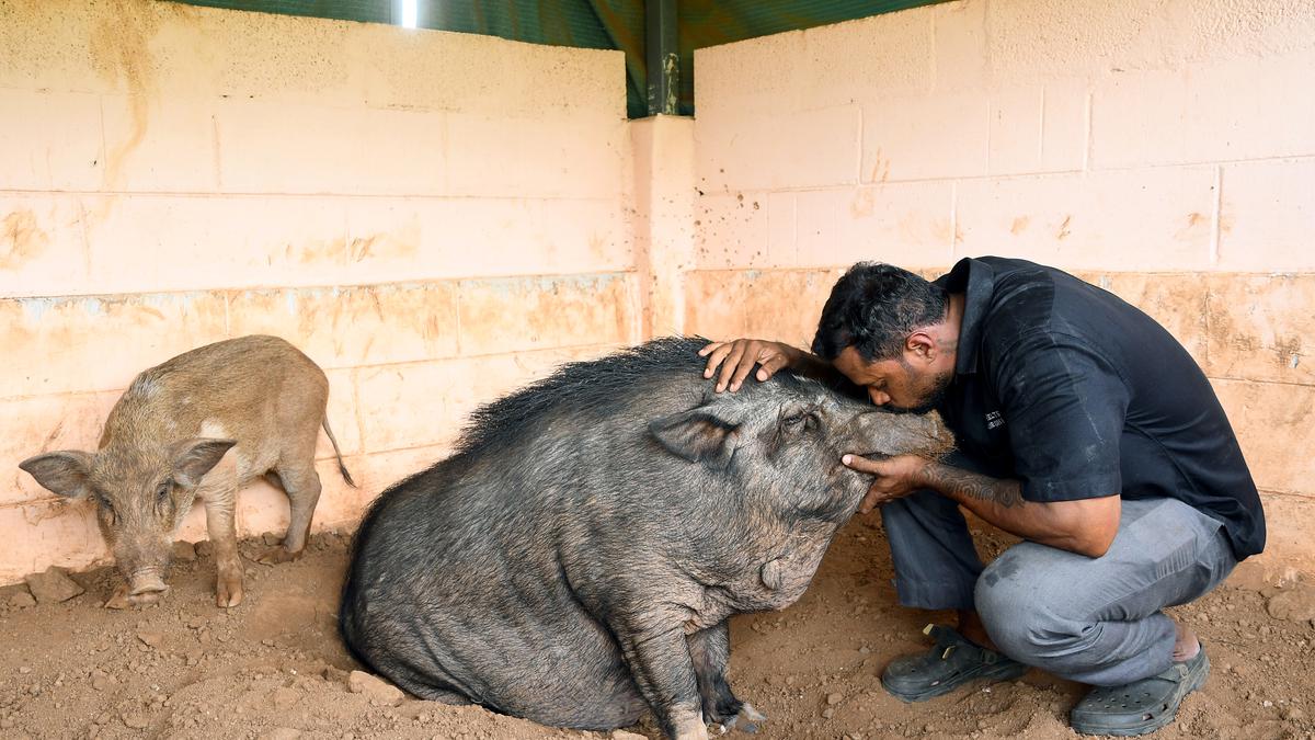 Animal rescuer Dinesh Baba extends care to abandoned animals in Chennai