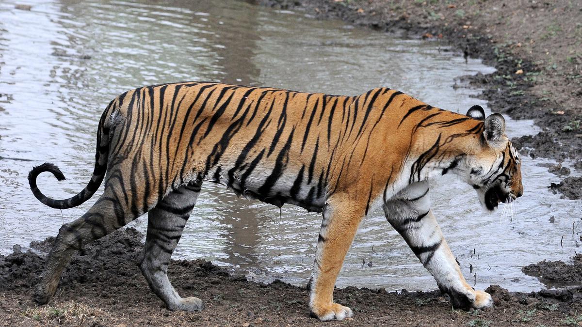 Explained | Why is there concern about the tiger population in the Western Ghats? 
Premium