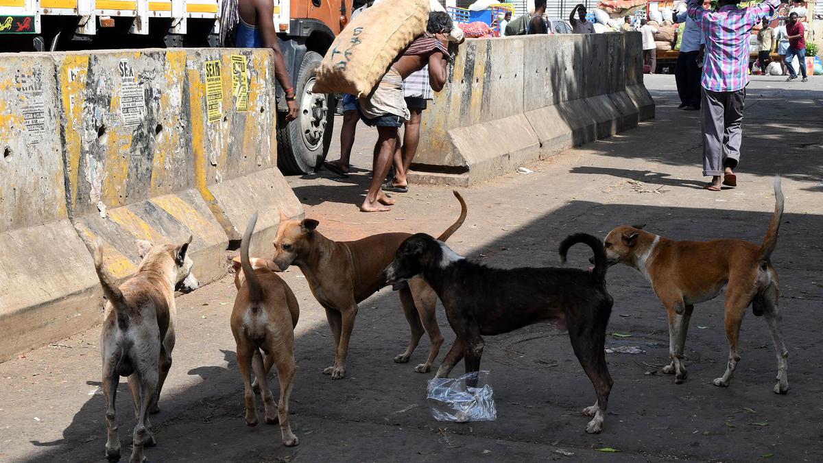 Chennai Corporation to begin mass immunisation of one lakh dogs after ...