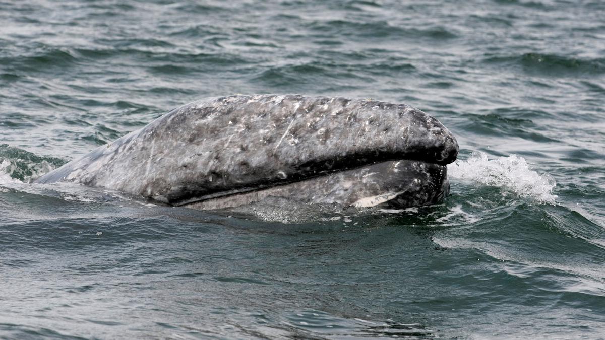 Gray whale numbers along North America’s west coast down