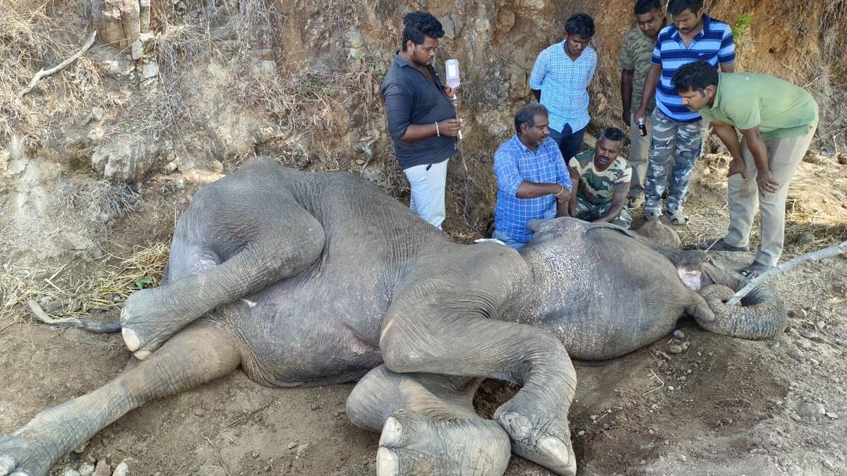 Ailing wild elephant dies in Erode’s Kadambur Hills