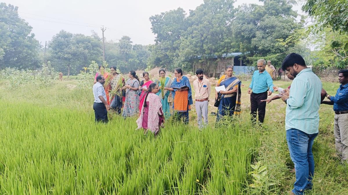 Special team issues advisory to farmers in Karaikal on managing paddy affected by waterlogging