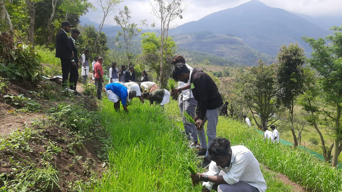 Students of IHRD College of Applied Science, Kanthalloor, at their millet garden