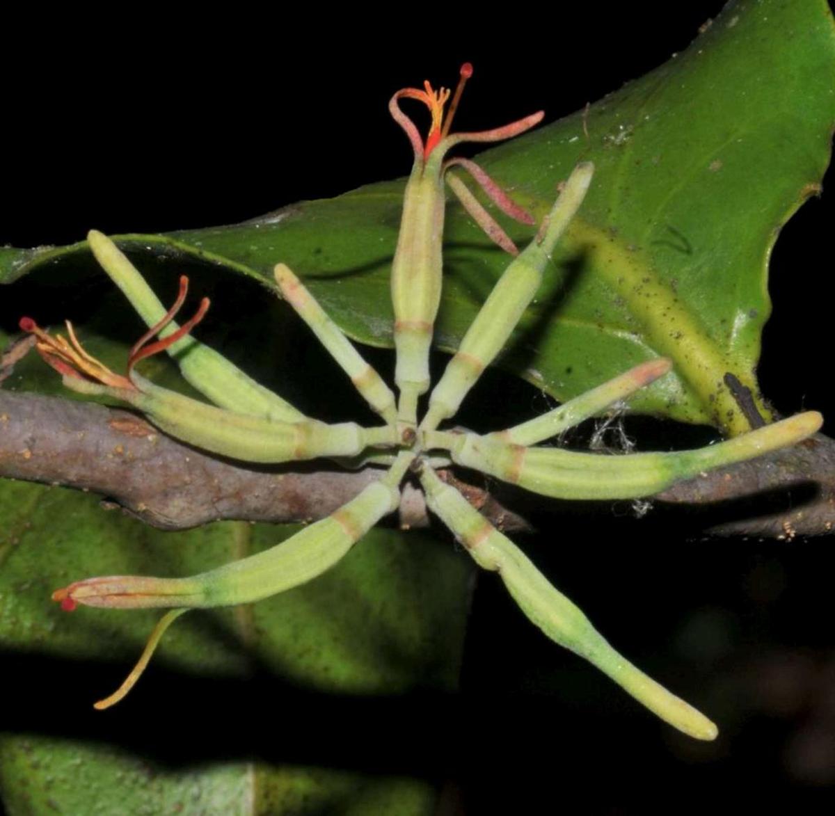 Dendrophthoe longensis இனம் புல்லுருவி குடும்பத்தைச் சேர்ந்தது.