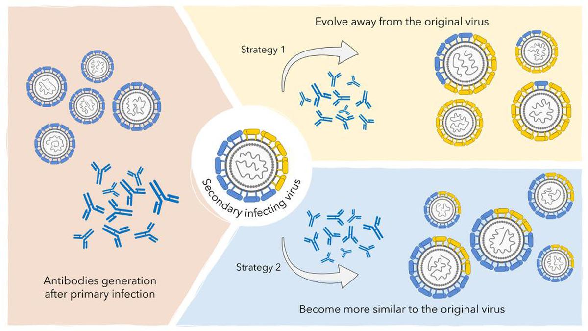 Virus causing dengue has evolved dramatically in India, finds multi-institutional study