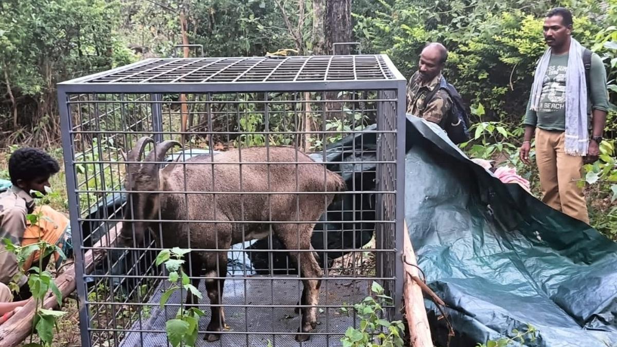 Nilgiri tahr successfully translocated to ENP
