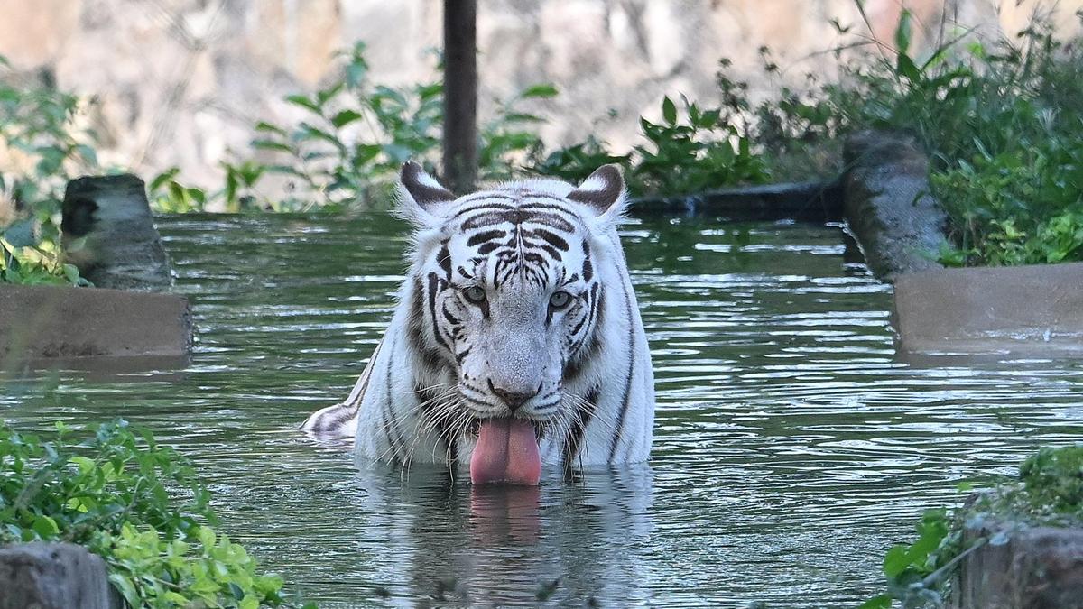 Heat dents Vandalur zoo footfall even as cooling measures in place