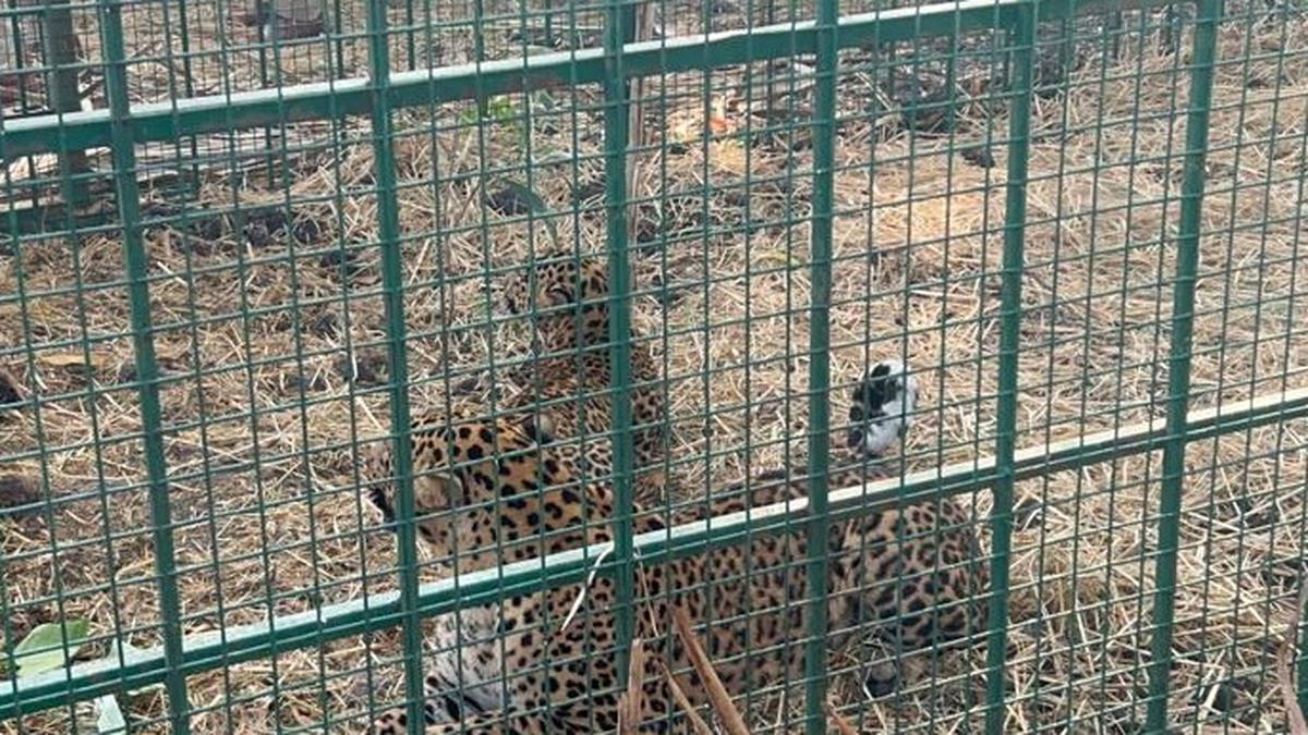 Leopardess and its cub trapped in T.Narsipur