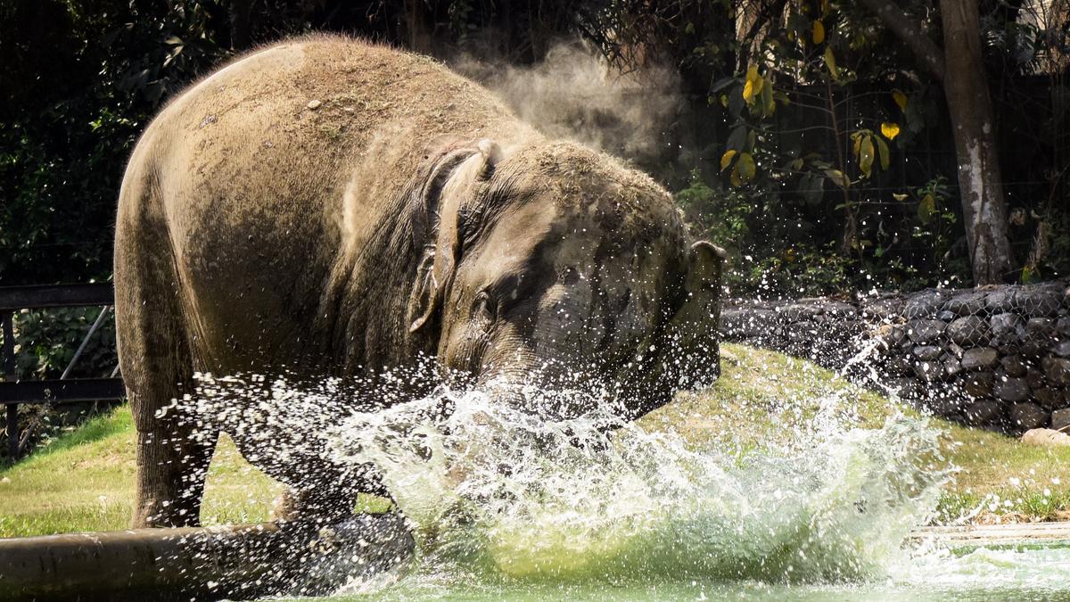 Elephants in fragmented habitats of South Bengal record higher levels of stress, reveals study 
