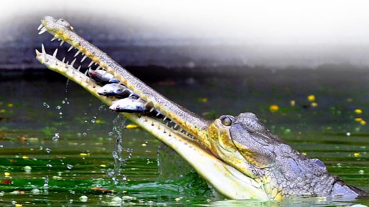 L.A. Zoo to ink pact with Bihar govt., Wildlife Trust of India for Gharial conservation