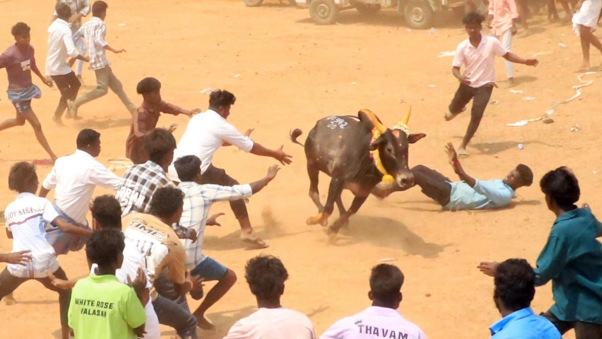 Three spectators gored to death by bulls during  manjuvirattu at Sivaganga in Tamil Nadu