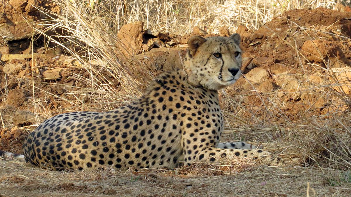 Cheetahs to remain in Kuno national park in Madhya Pradesh: Union Forest Minister Bhupender Yadav