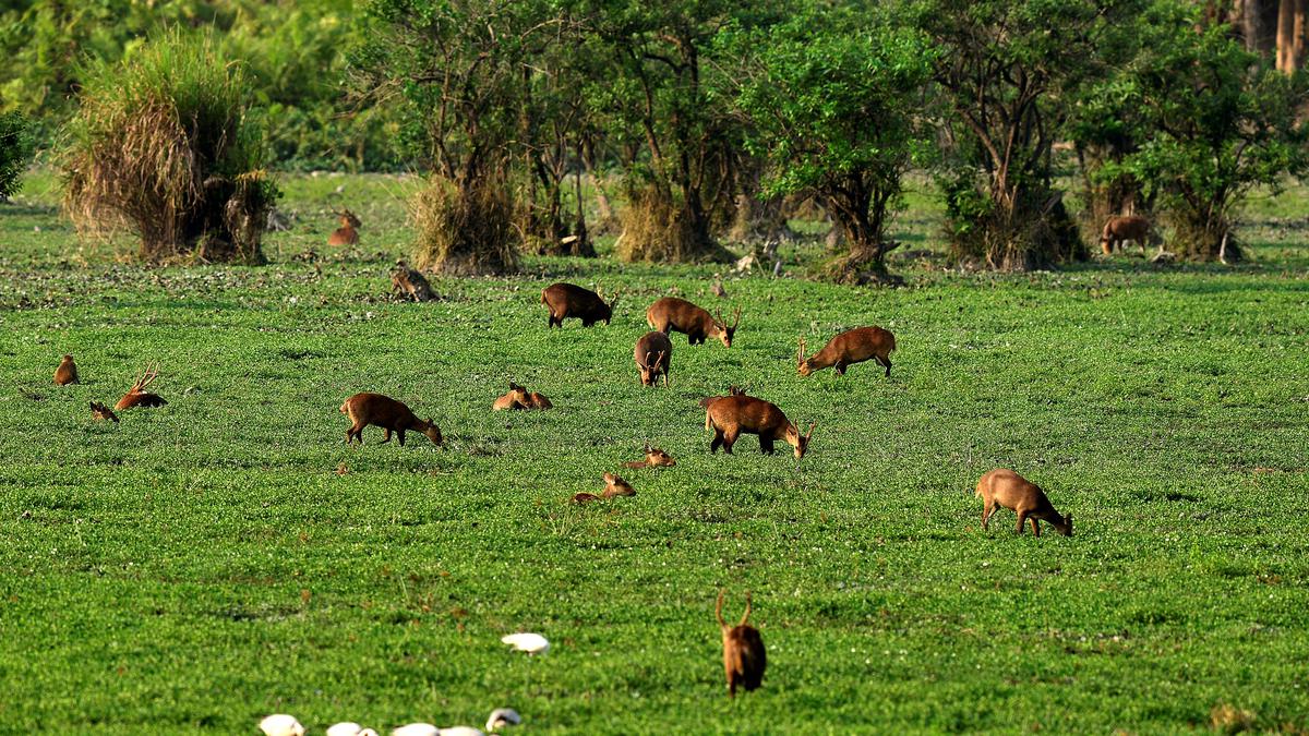 Army may help build Bailey bridges in Kaziranga  