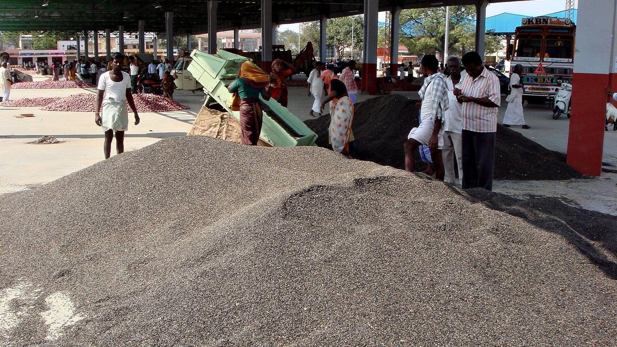 Government orders procurement of sunflower seeds at ₹7,721