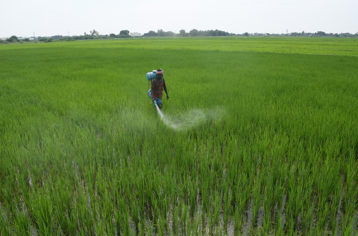 A farm worker applies pesticide at a paddy field near Ramanathapuram, on December 11, 2022. 