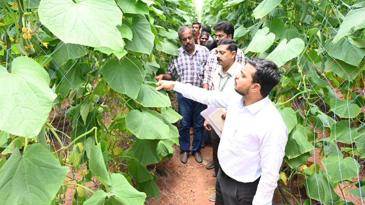 Horticulture Department evaluates impact of hydroponics system on cucumber cultivation in Pollachi