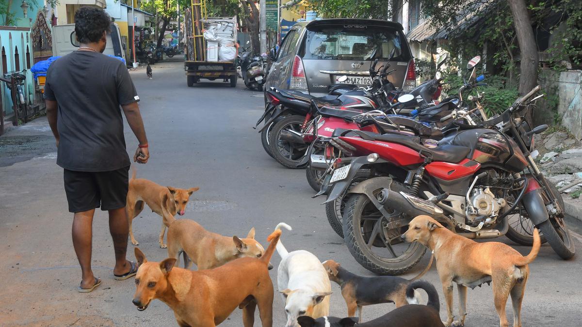 Puducherry&rsquo;s Nellithope residents complain about rise in stray dog population